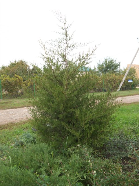 виргинский можжевельник plants